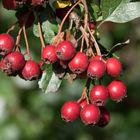 Herbstbeeren