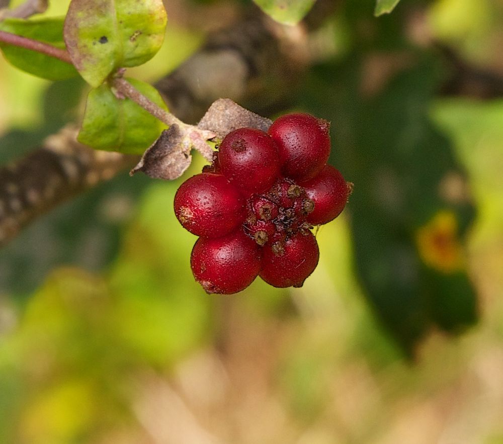 Herbstbeeren