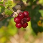 Herbstbeeren