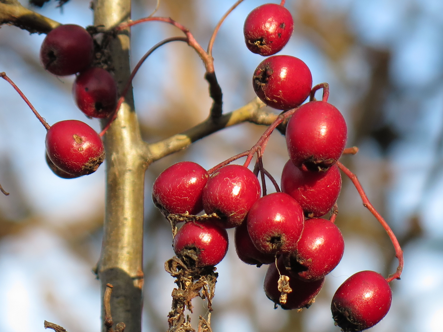 Herbstbeeren