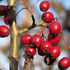 Herbstbeeren