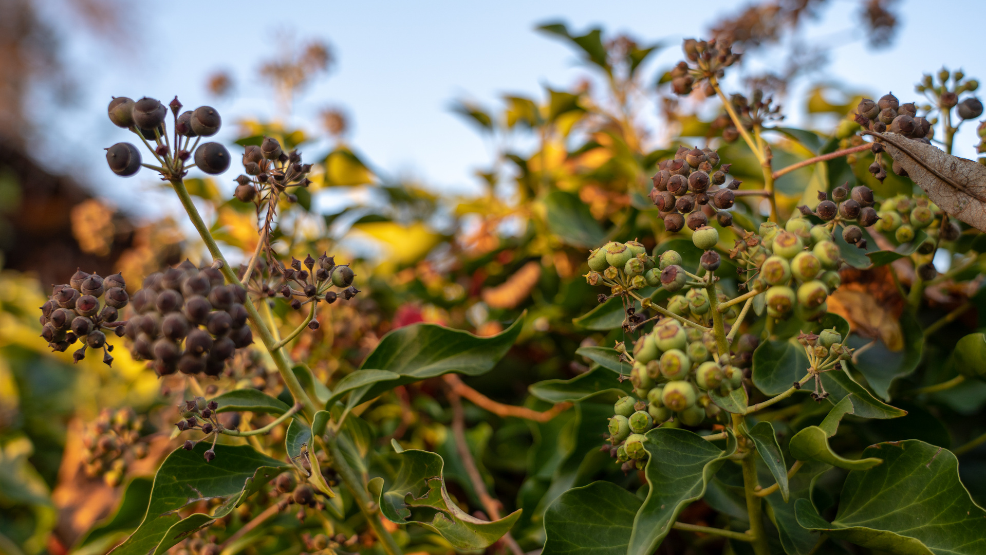 Herbstbeeren