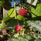 Herbstbeeren