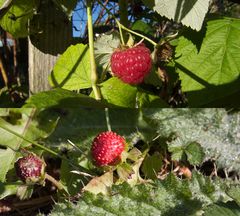 Herbstbeeren