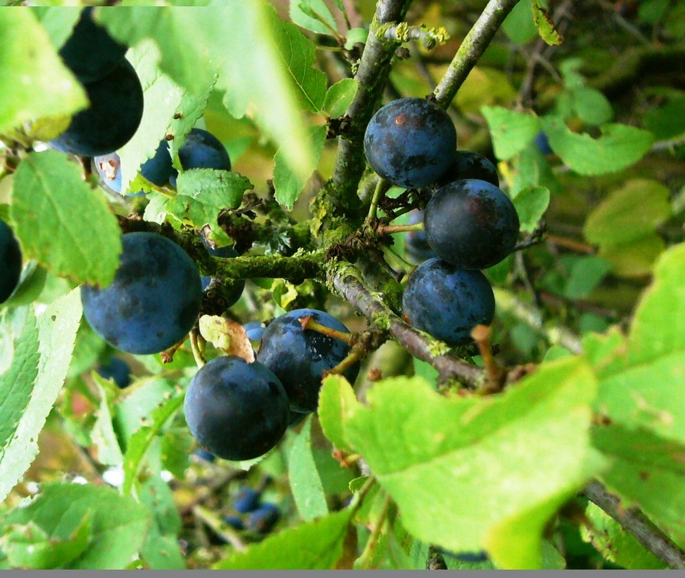 Herbstbeeren