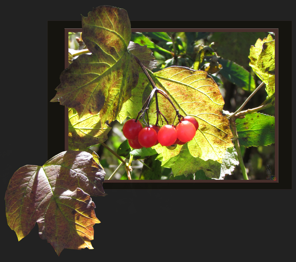 Herbstbeeren