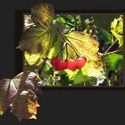 Herbstbeeren