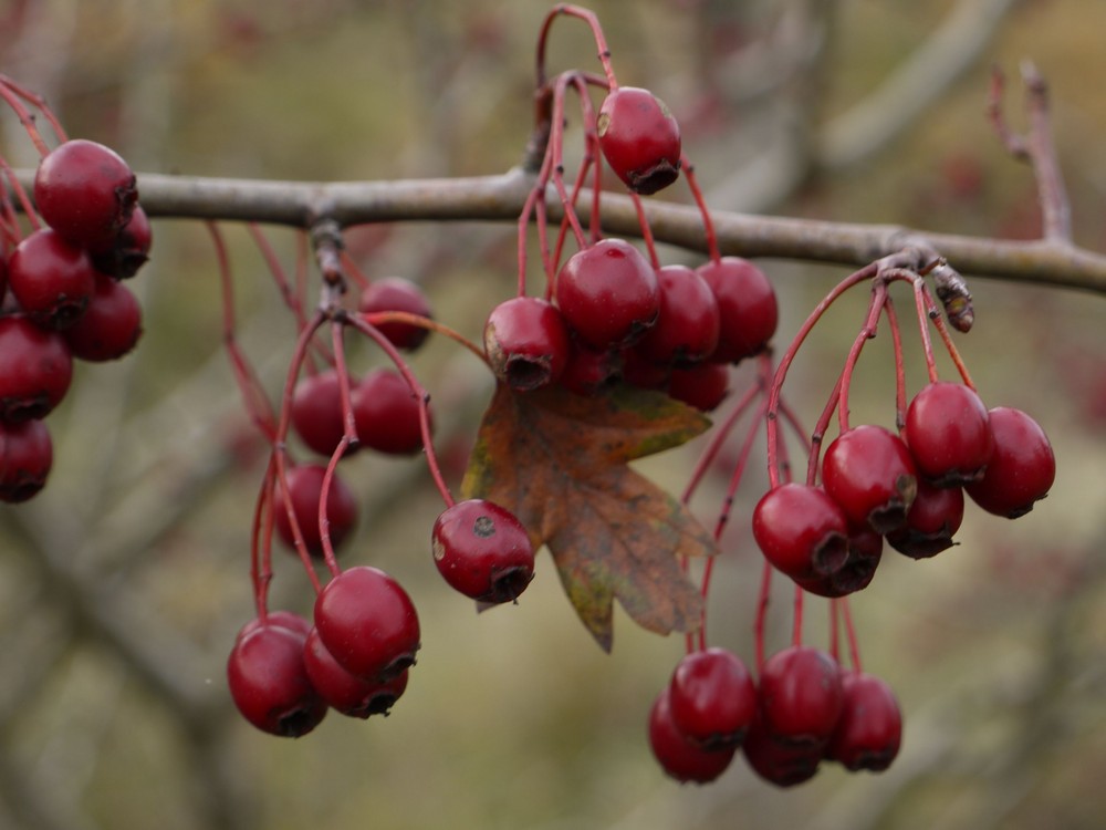 Herbstbeeren