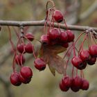 Herbstbeeren