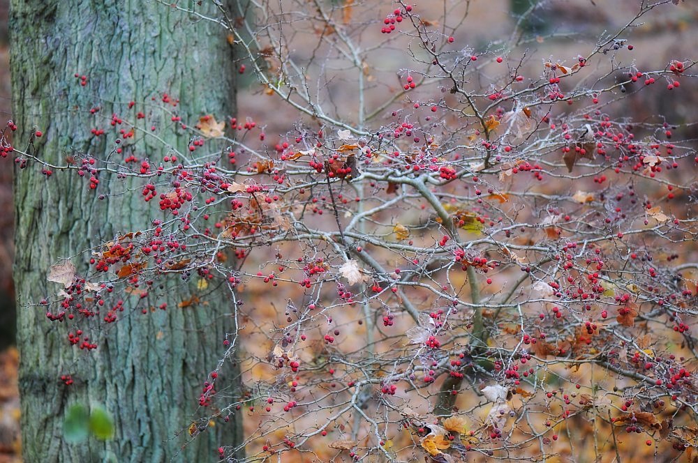 Herbstbeeren