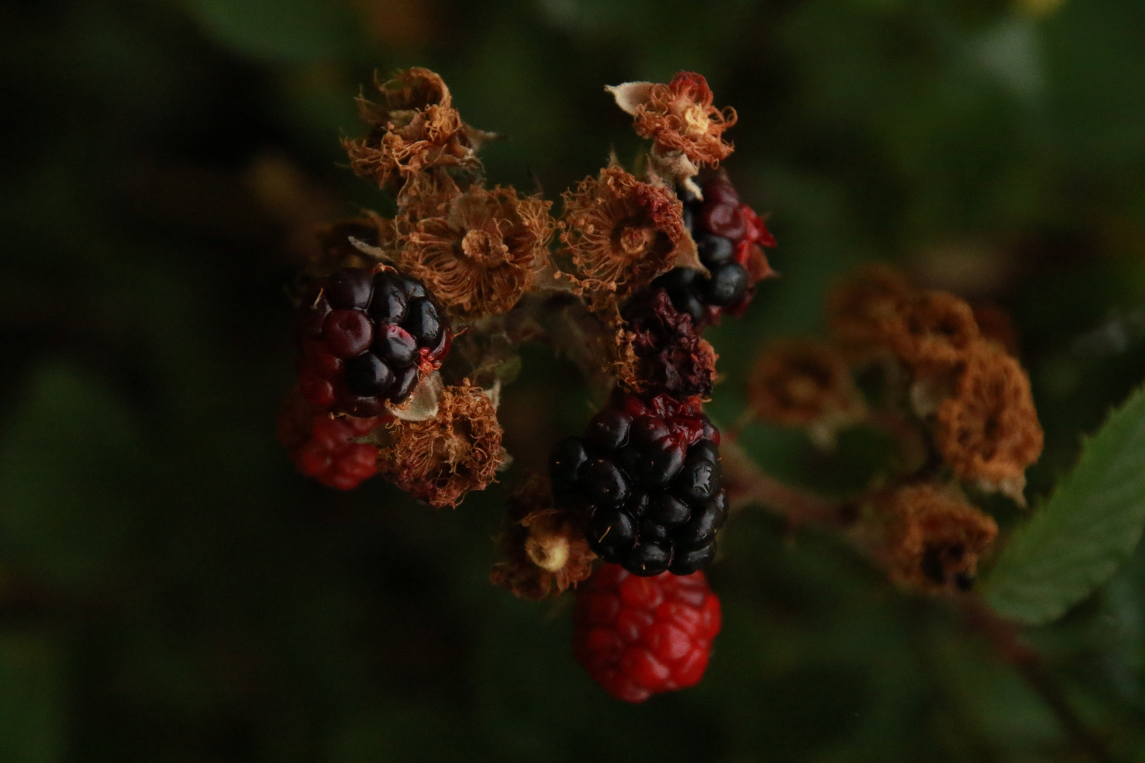 Herbstbeeren