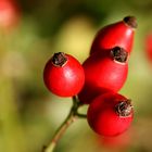 Herbstbeeren