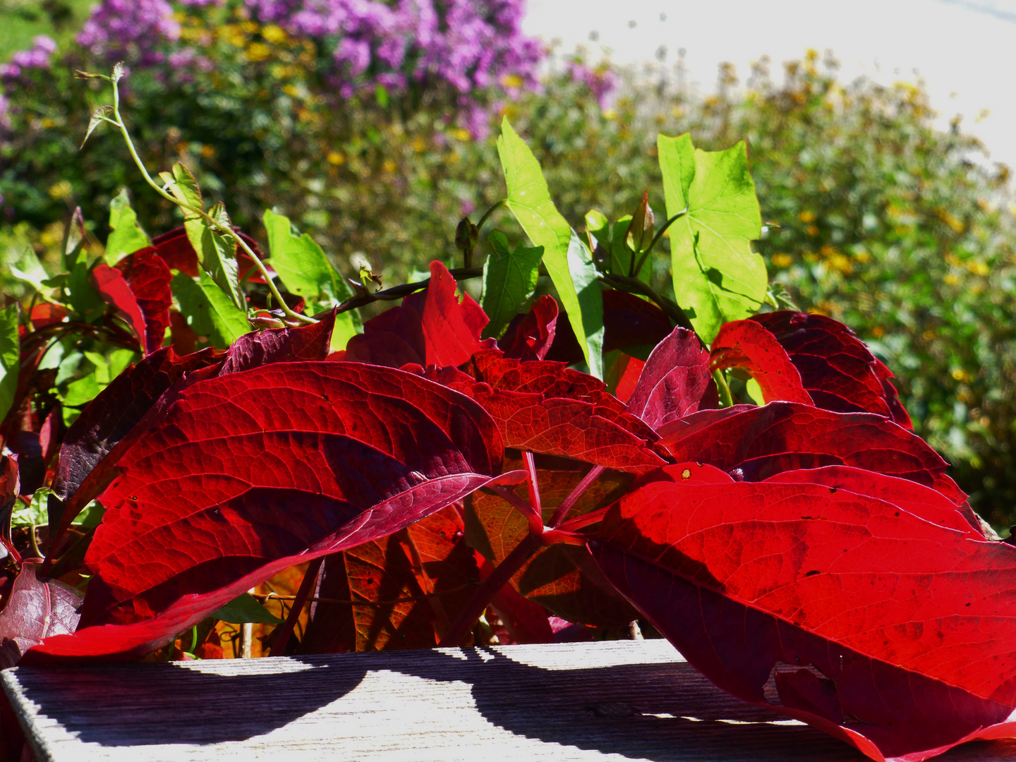 herbstbeginn