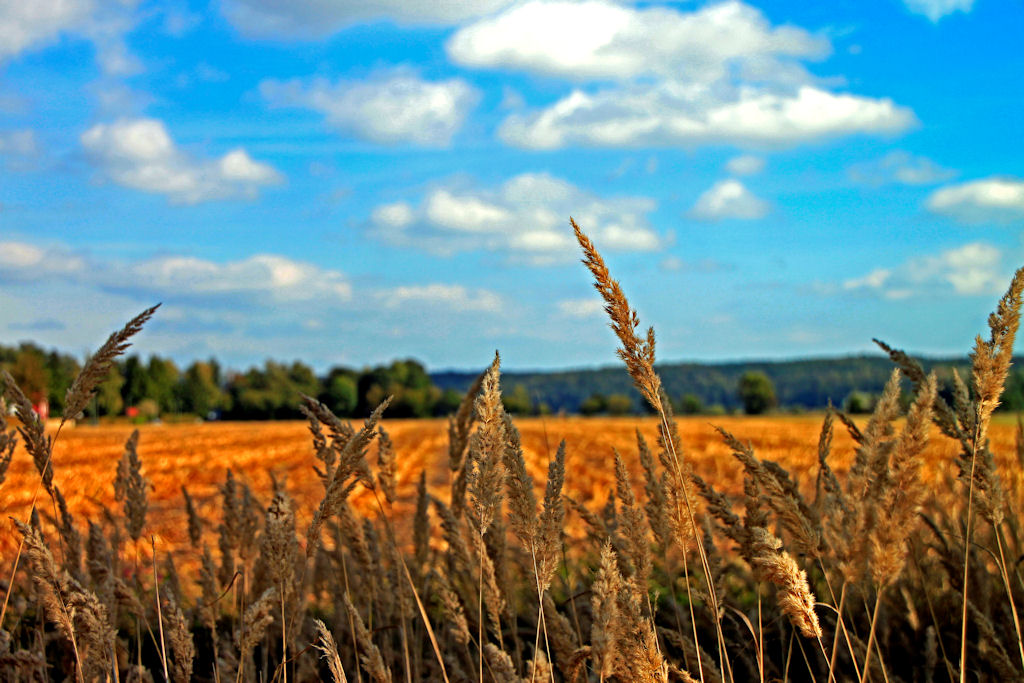 Herbstbeginn 2009