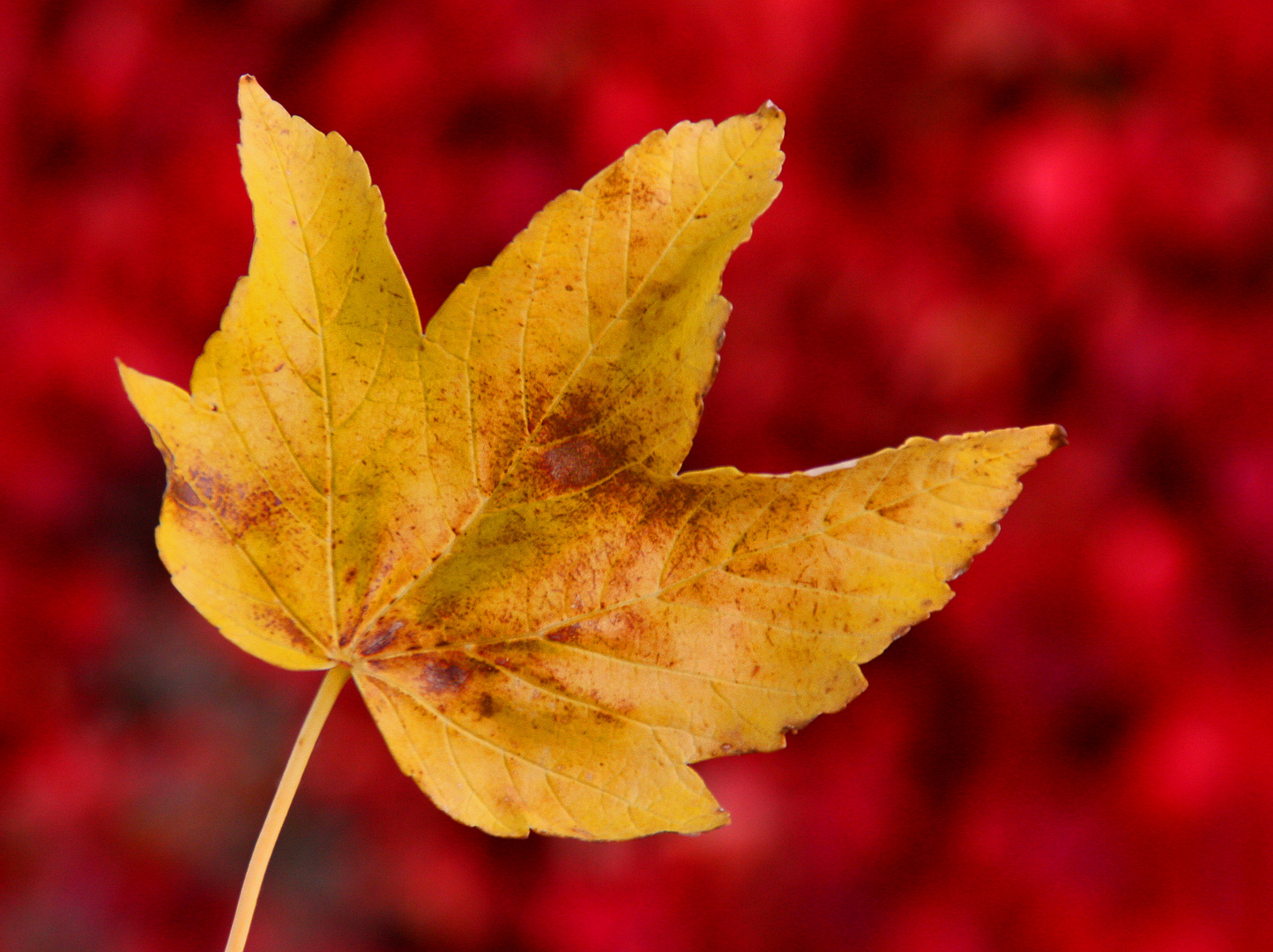 Herbstbeginn......