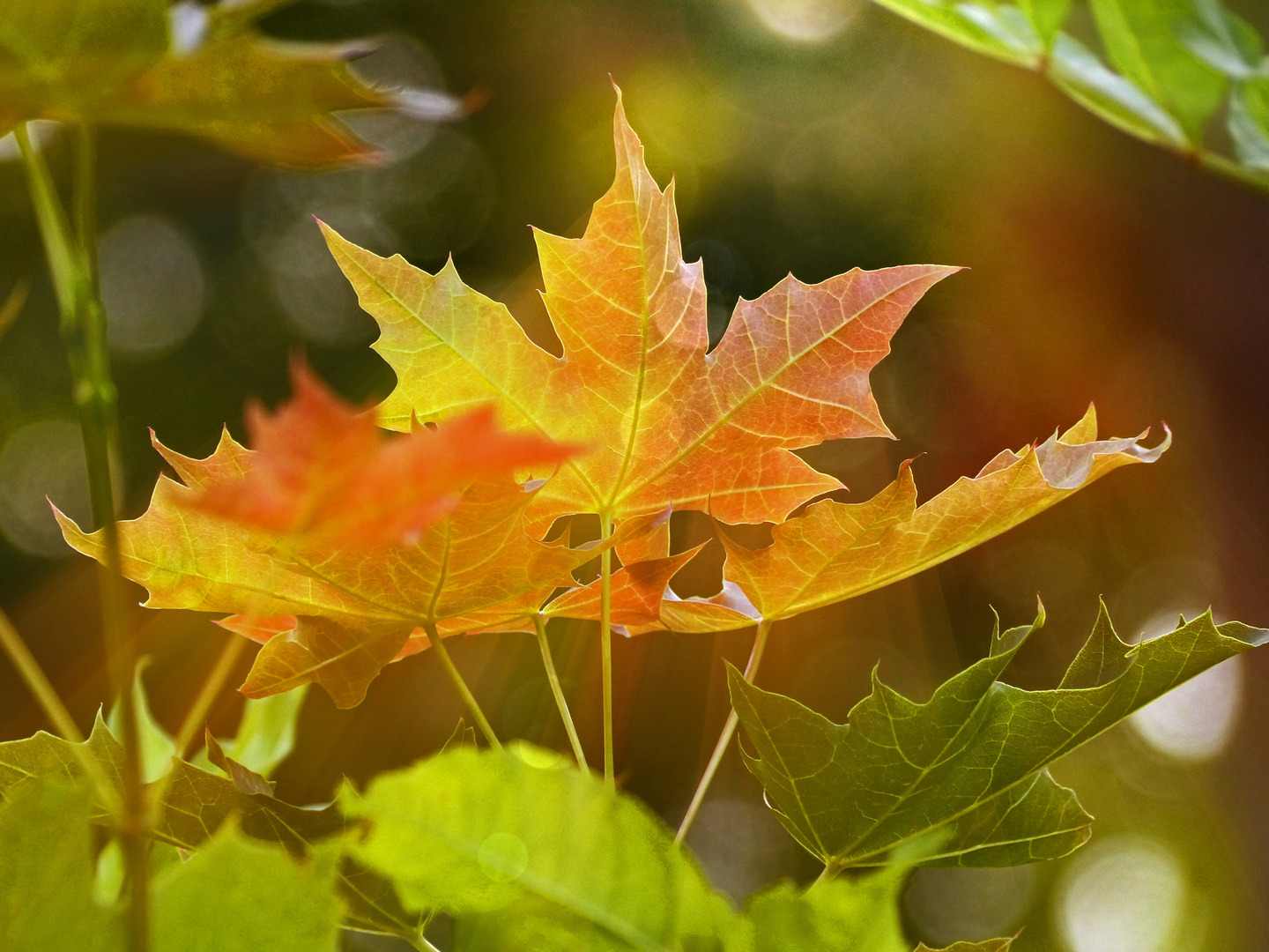 Herbstbeginn