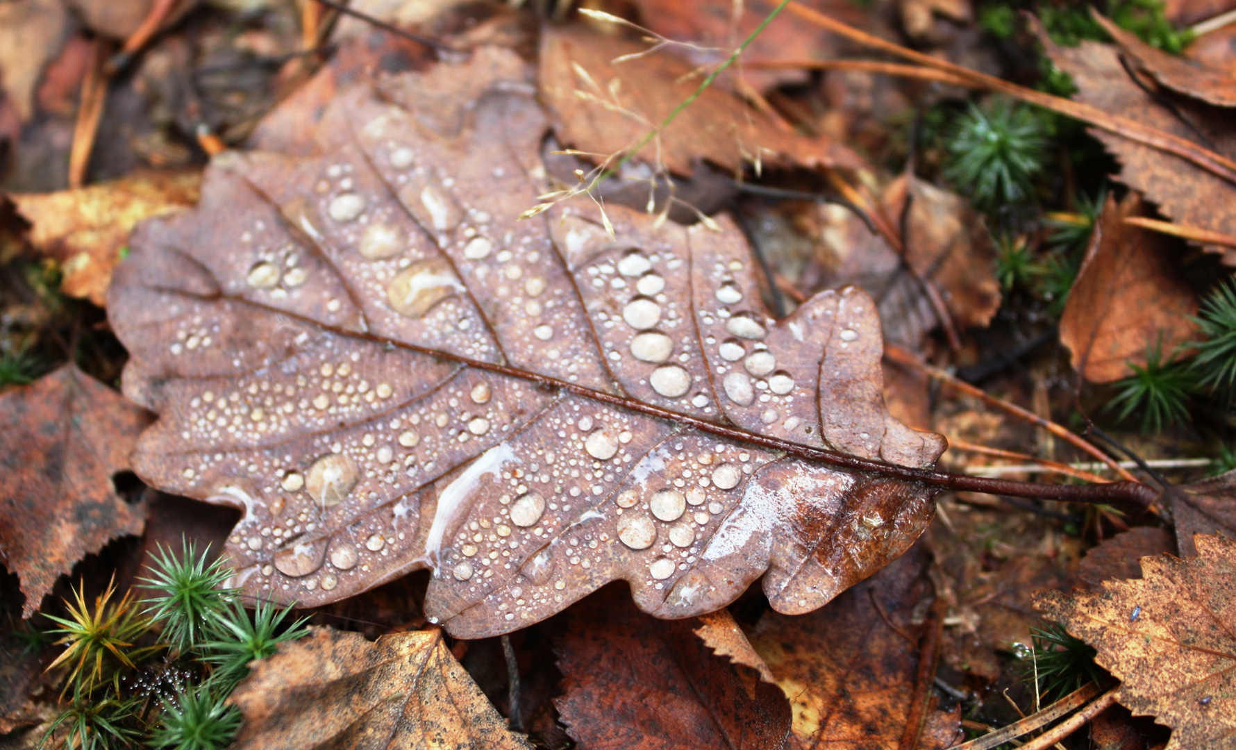 Herbstbeginn