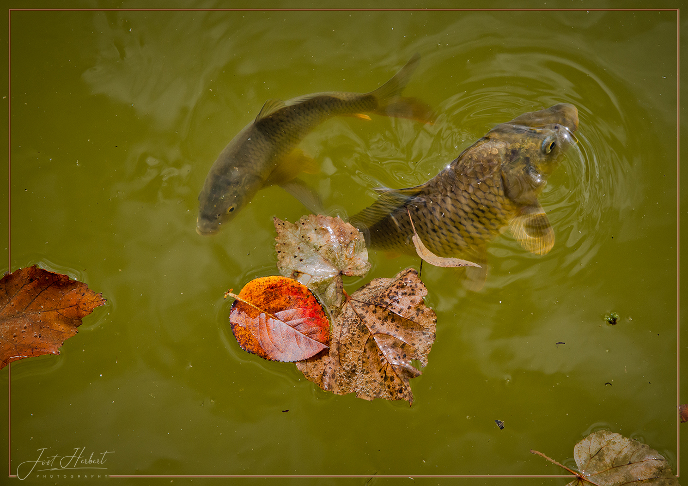 Herbstbeginn - auch am Fischteich