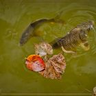 Herbstbeginn - auch am Fischteich