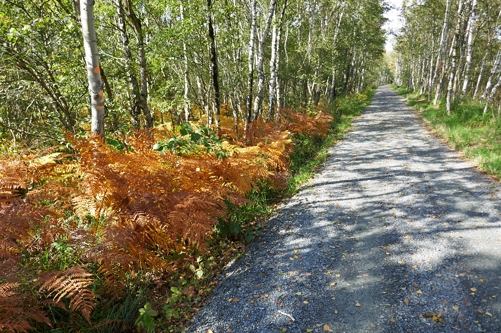 Herbstbeginn auf dem Moorradweg