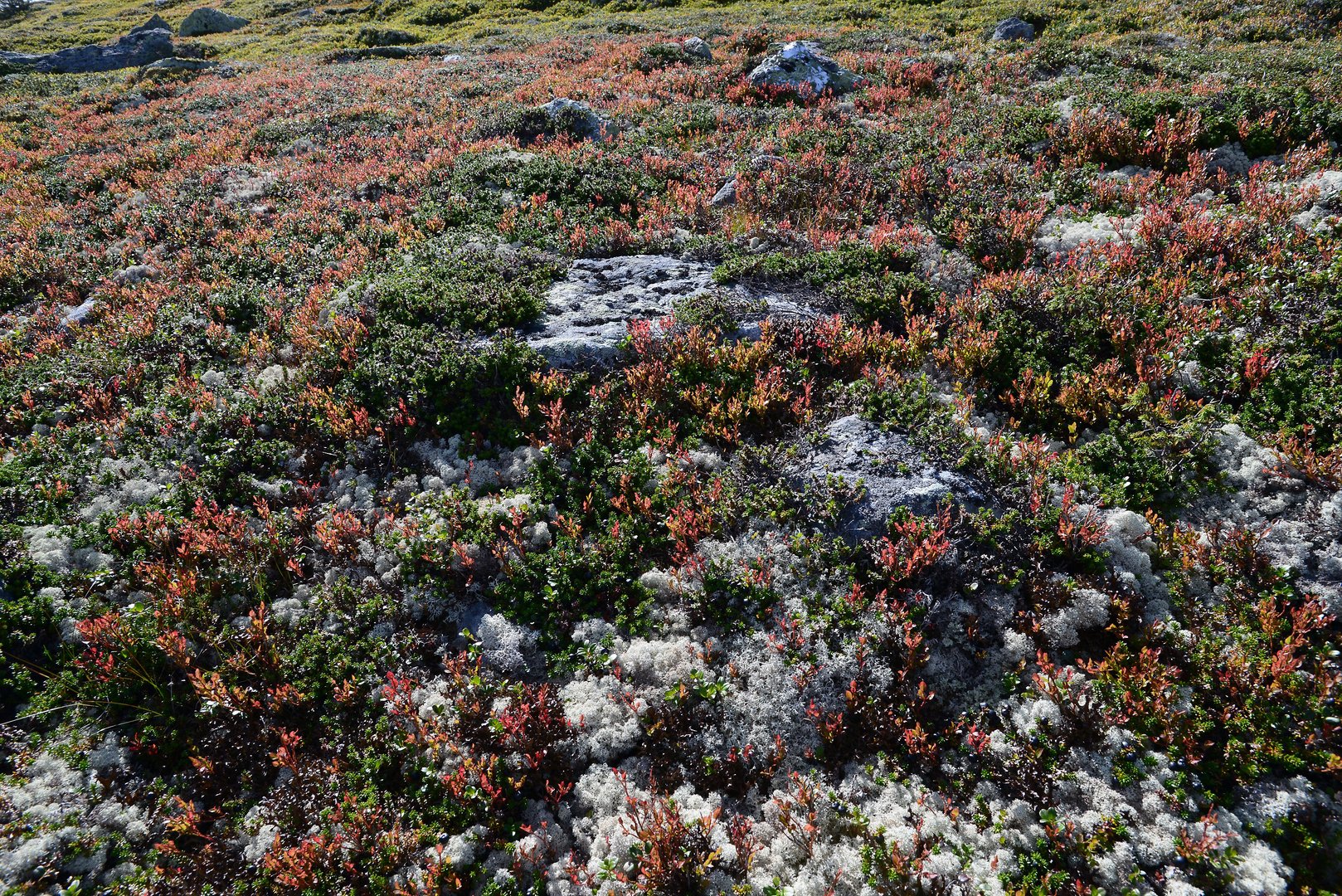 Herbstbeginn im August - Nowegen