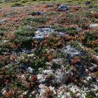 Herbstbeginn im August - Nowegen