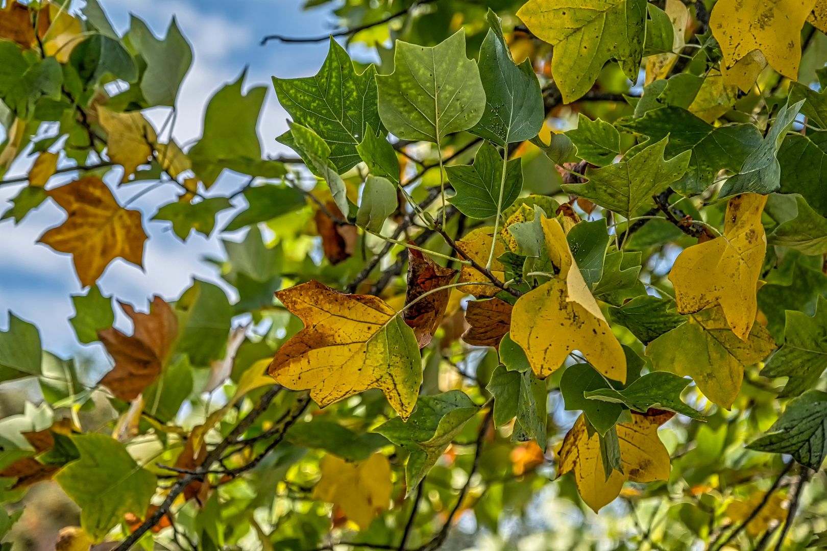 Herbstbeginn im Park