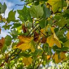 Herbstbeginn im Park