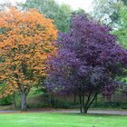 Herbstbeginn im Park