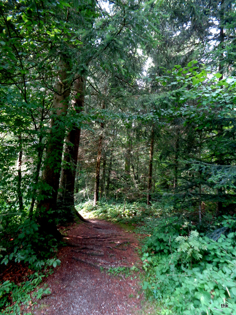 Herbstbeginn im Wildrosenmoos