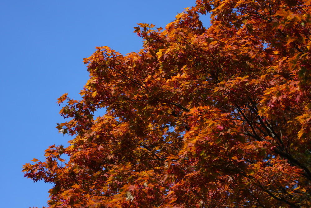 Herbstbeginn in Bregenz