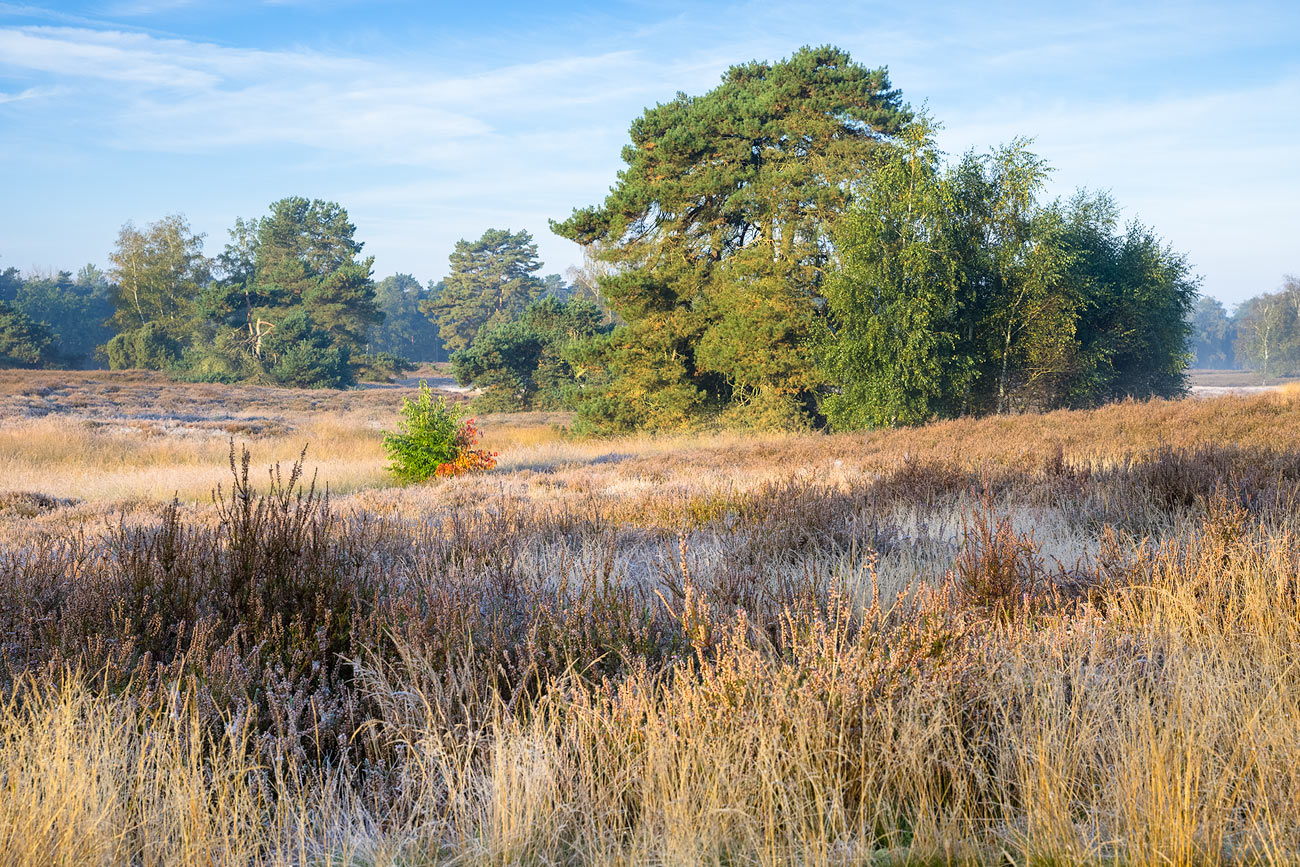 Herbstbeginn in der Heide