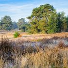 Herbstbeginn in der Heide 