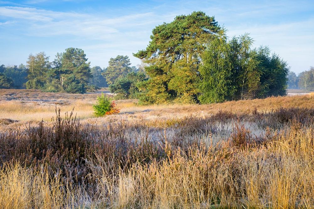 Herbstbeginn in der Heide 