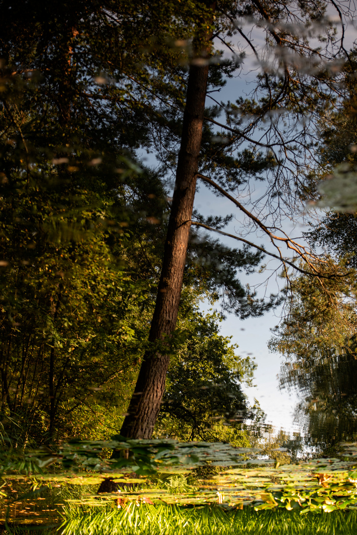 Herbstbeginn unter Seerosenblättern