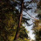 Herbstbeginn unter Seerosenblättern