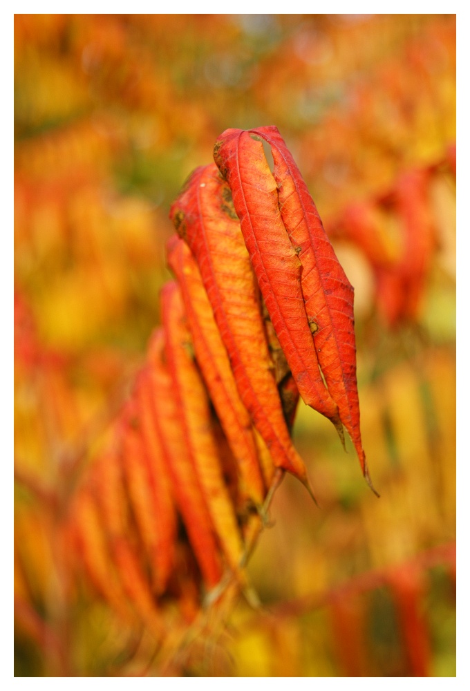 Herbstbeitrag