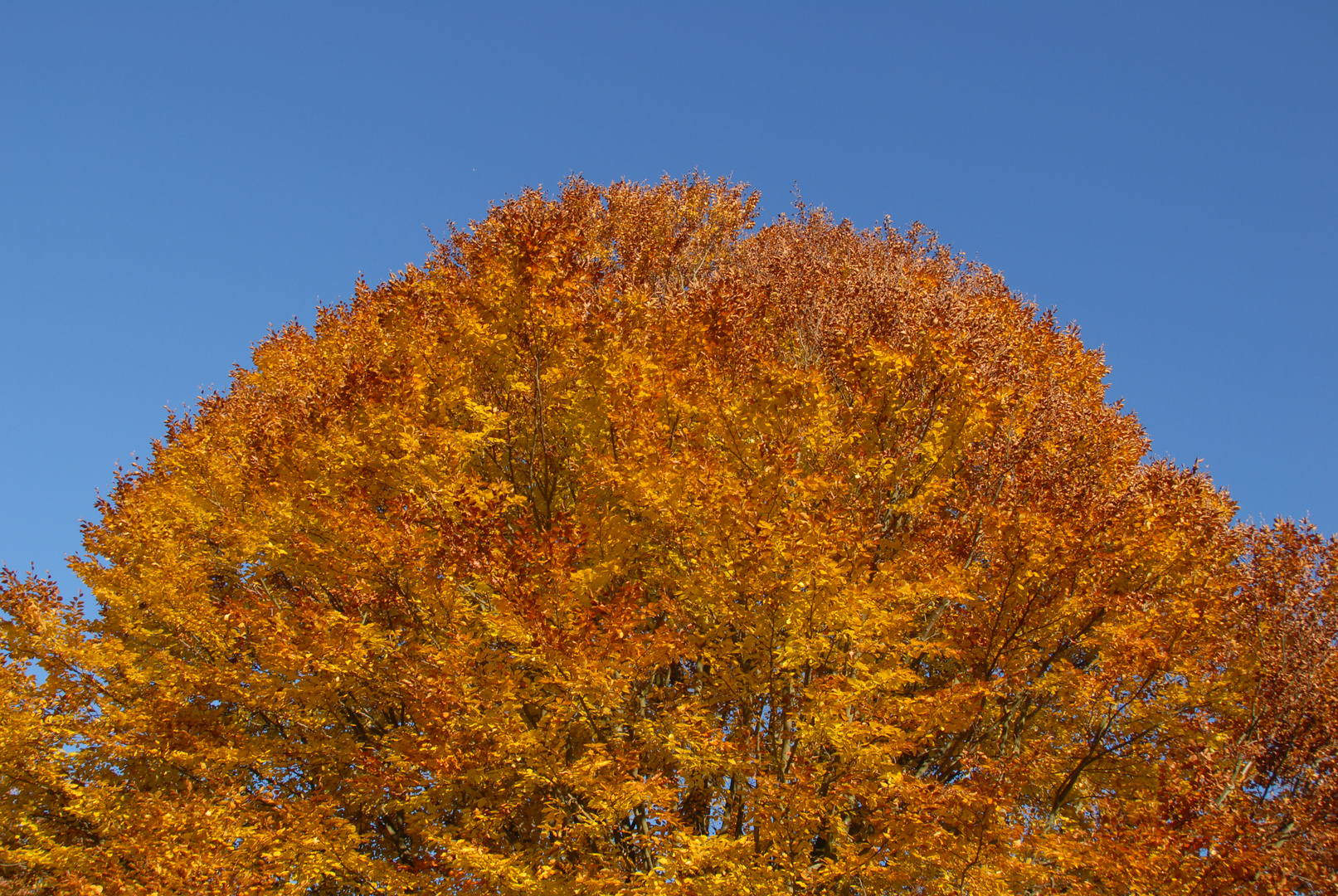 "Herbstberg"