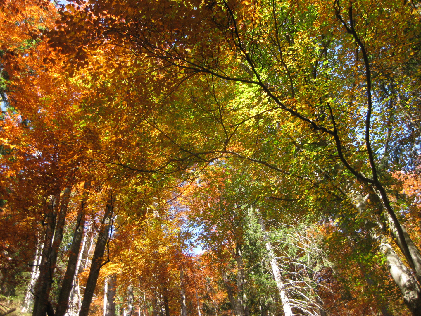 Herbstbergwald