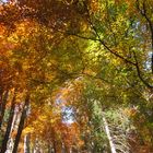 Herbstbergwald