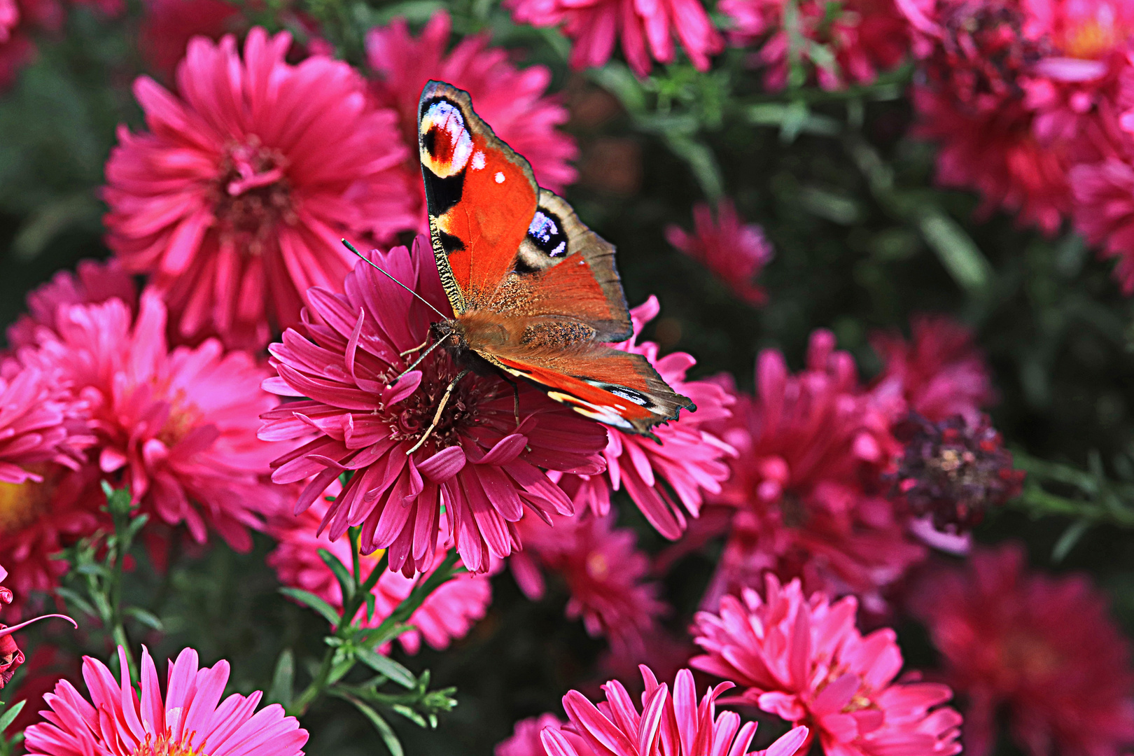 Herbstbesuch.....