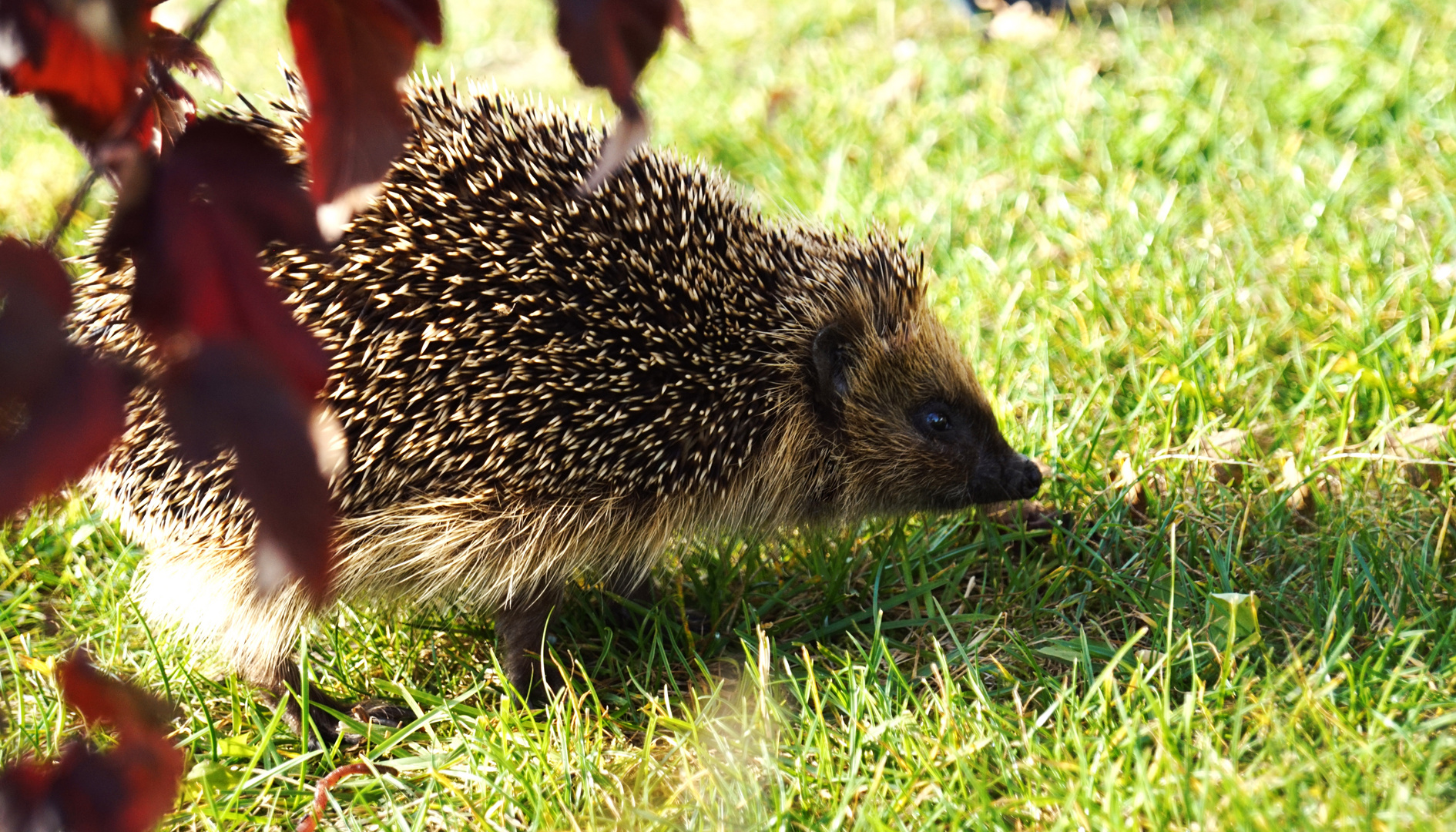 ...herbstbesuch...