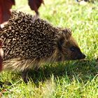 ...herbstbesuch...