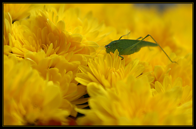 ... herbstbesuch ...