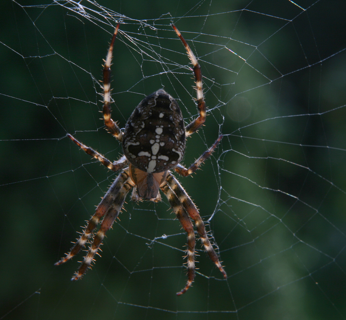 Herbstbesuch im Garten