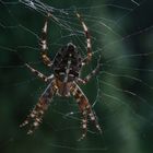 Herbstbesuch im Garten