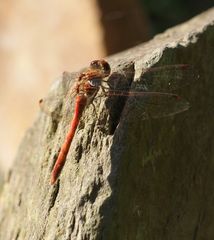 Herbstbesucher...