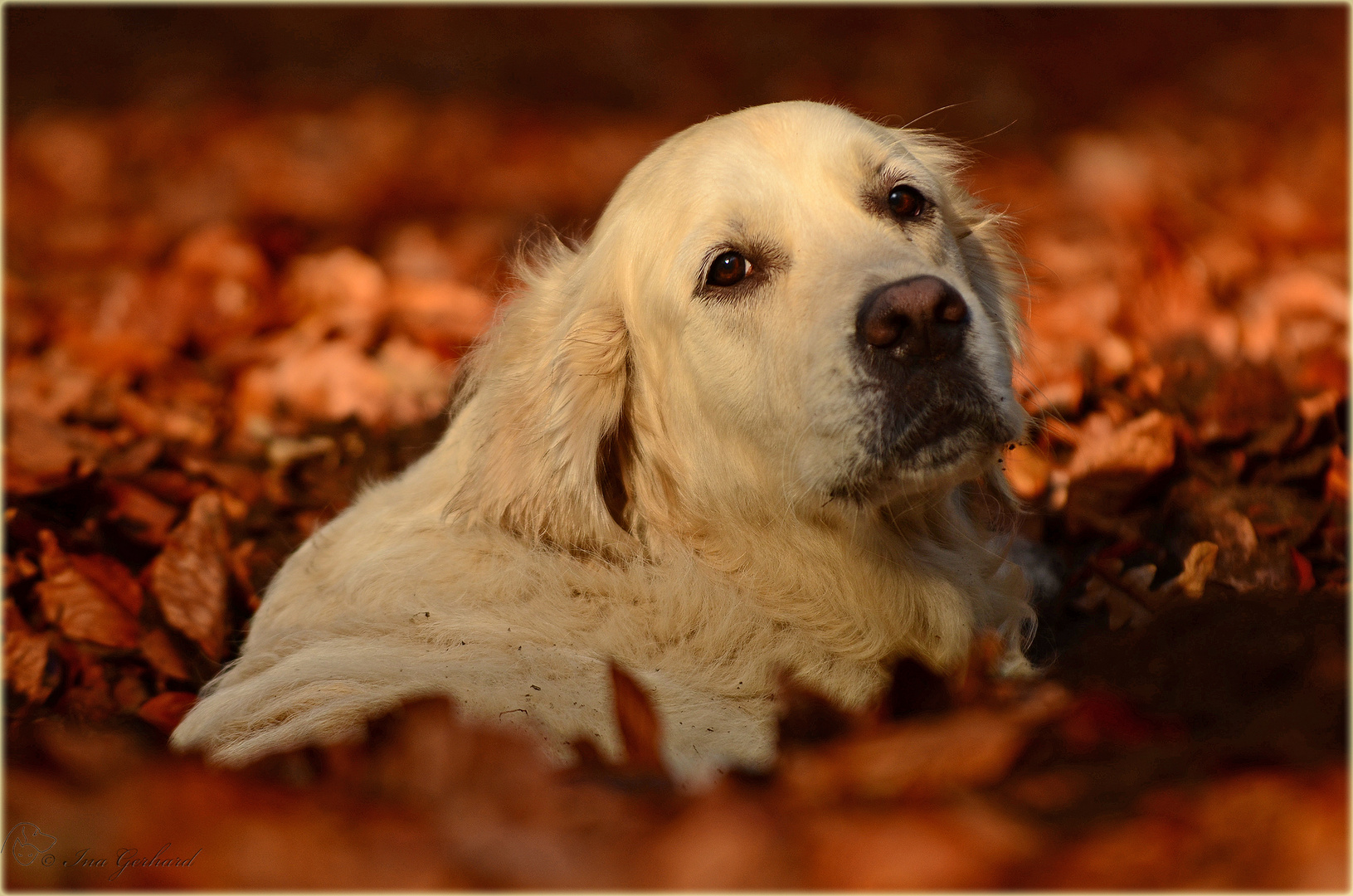 Herbstbettchen