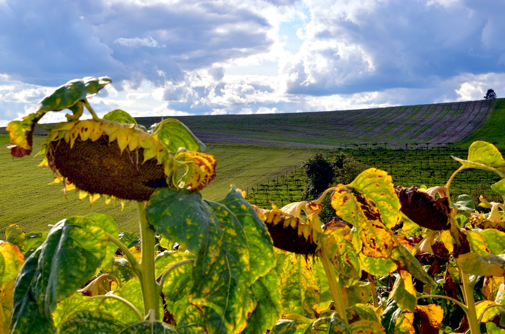 Herbstbeugen