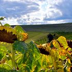 Herbstbeugen